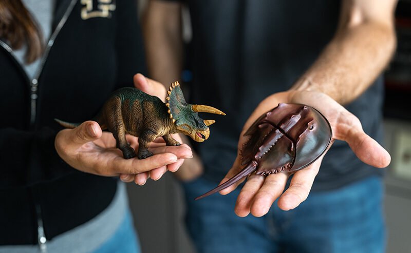 Two individuals hold a small dinosaur figurine and a horseshoe crab model in their hands.